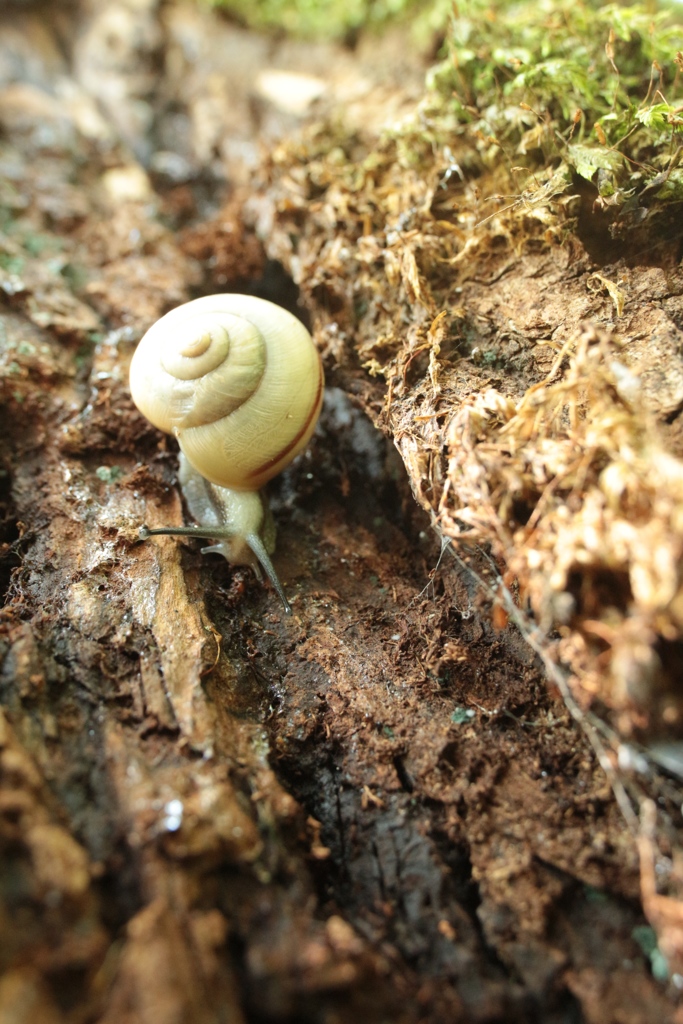 樹皮のカタツムリ