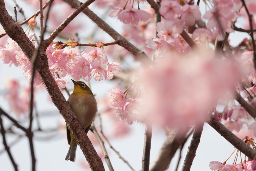 桜のメジロ