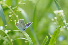 草むらのツバメシジミ