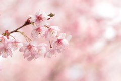 満開の初御代桜
