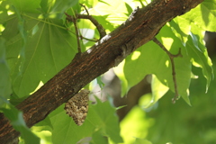 枝下のサトキマダラヒカゲ