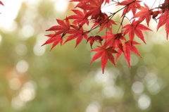 雨上がりの紅葉