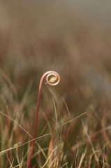 植物園の草木　その2