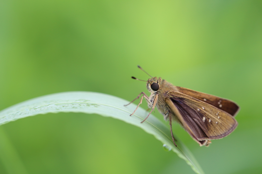 チャバネセセリ