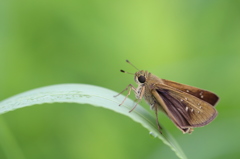 チャバネセセリ チャバネセセリ