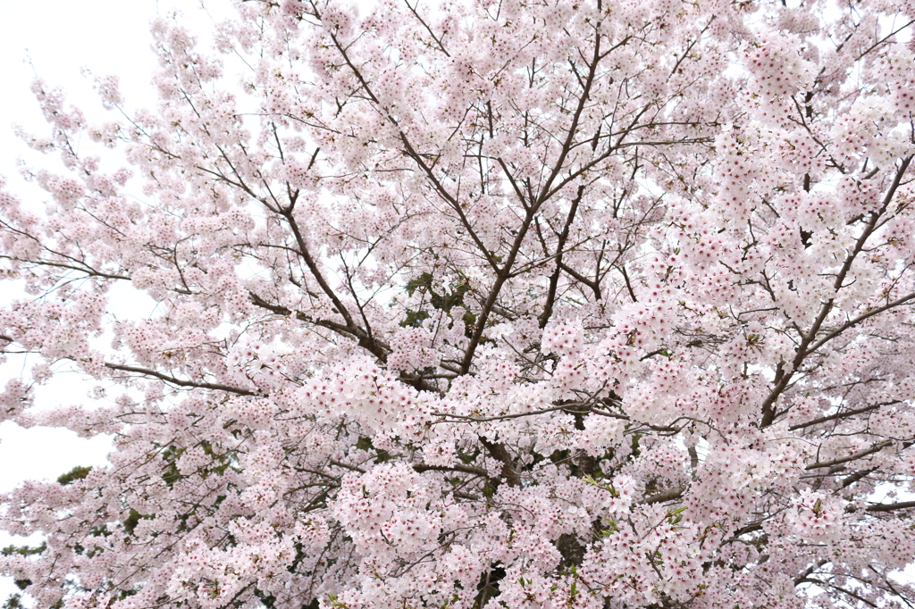 満開の桜