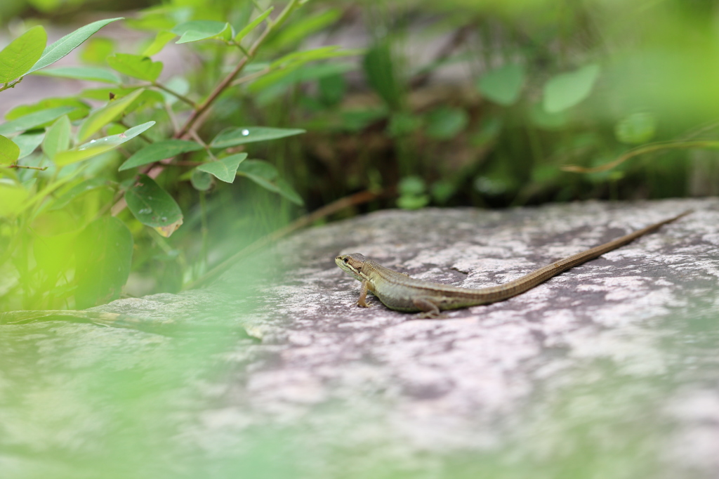 石畳のニホンカナヘビ