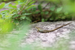 石畳のニホンカナヘビ