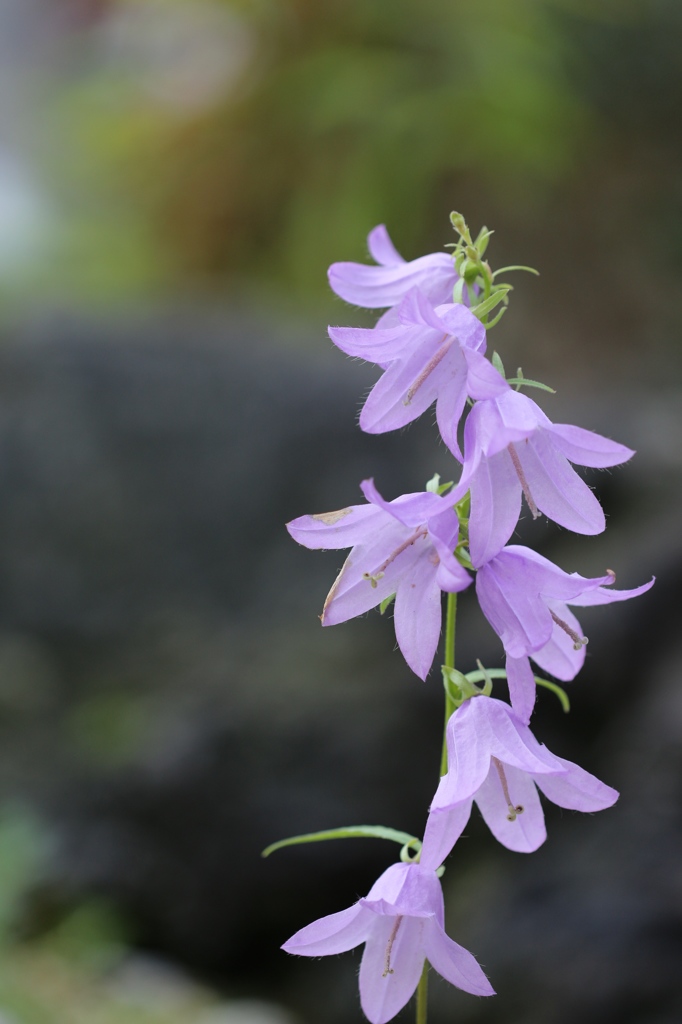 植物園の花々　9