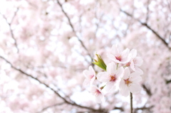 華やかな桜