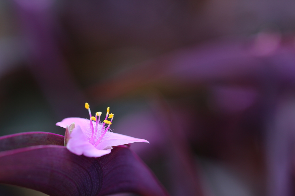 植物園の花々　7