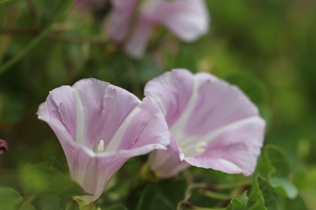 ハマヒルガオの花