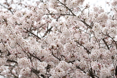 満開の桜