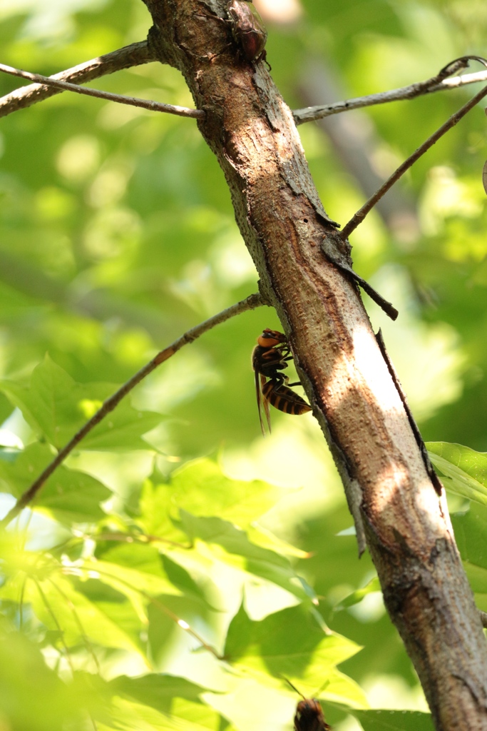 樹液のオオスズメバチ