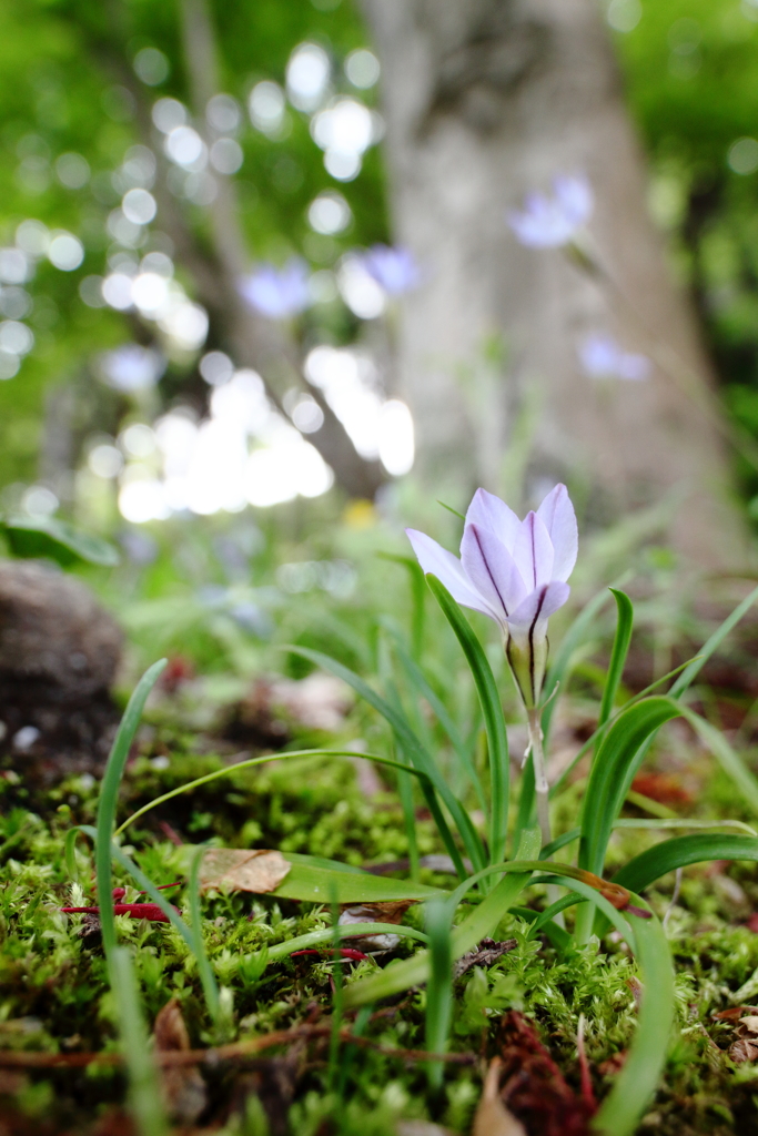 木陰の花韮