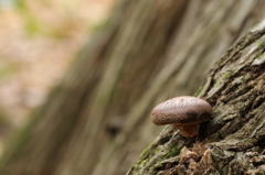 椎茸
