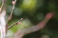 蕾の雫