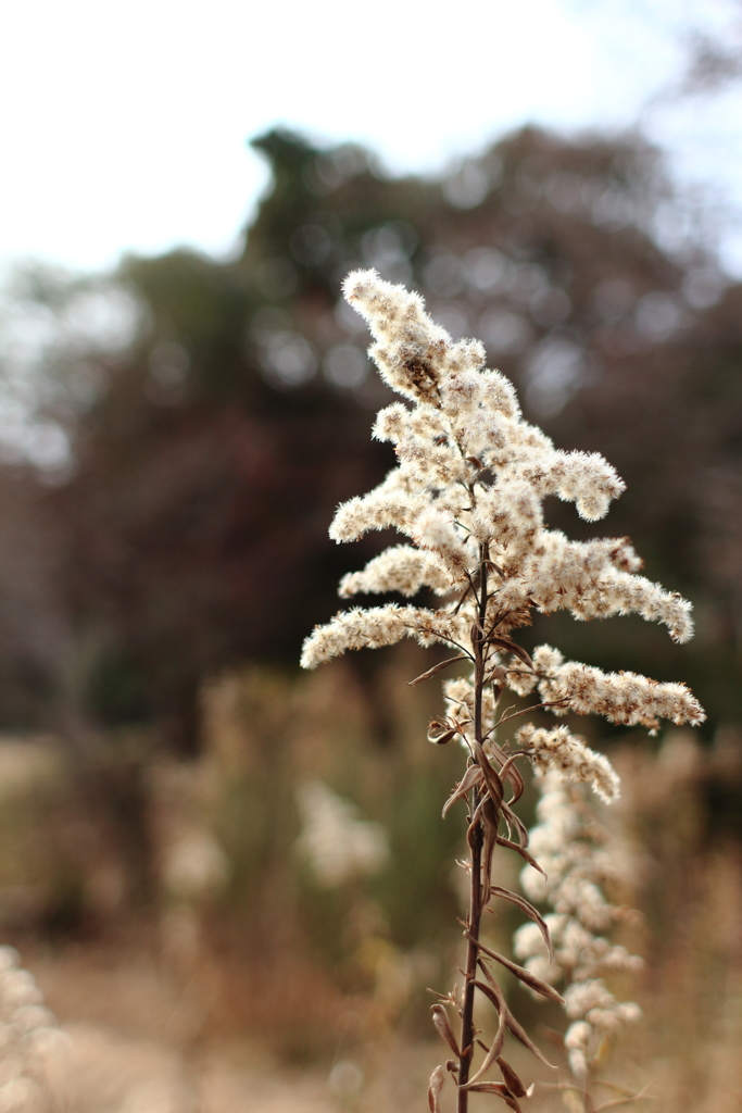 背高泡立草の輝き