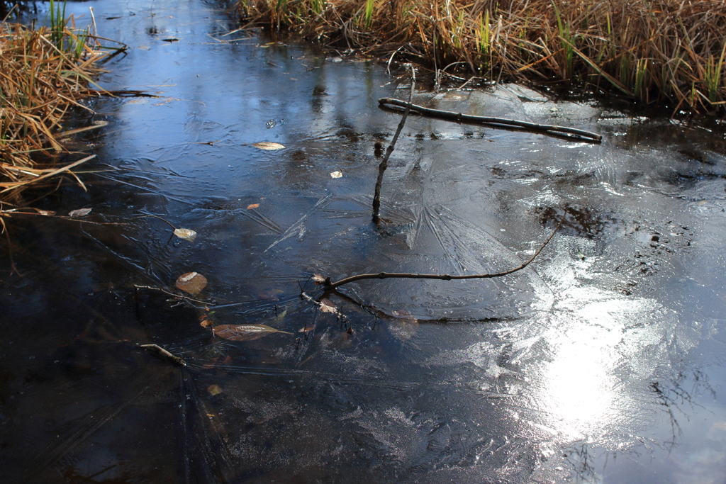 凍てつく黄菖蒲池