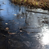 凍てつく黄菖蒲池