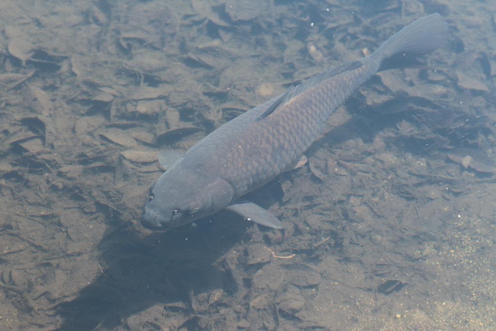 鯉池のコイ