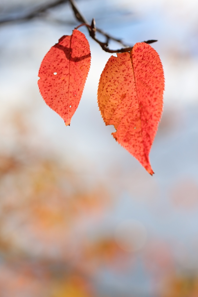 桜の葉