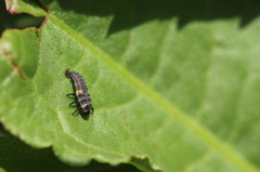 ナナホシテントウの幼虫