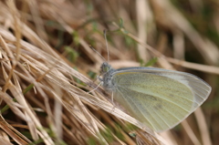 モンシロチョウ