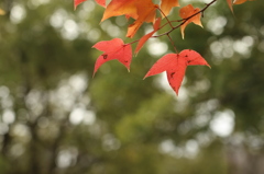 フウの紅葉