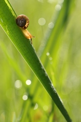 朝露のカタツムリ