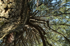 ヒマラヤスギの巨木