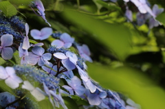 咲き誇る紫陽花