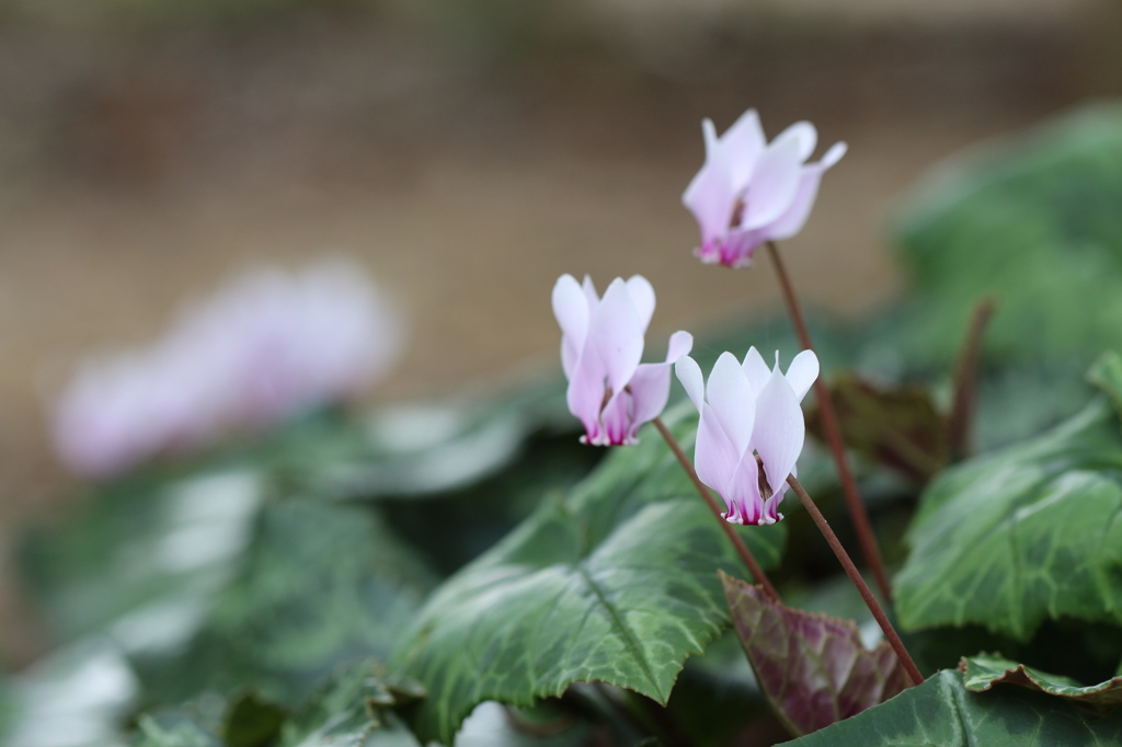 植物園の花々　3