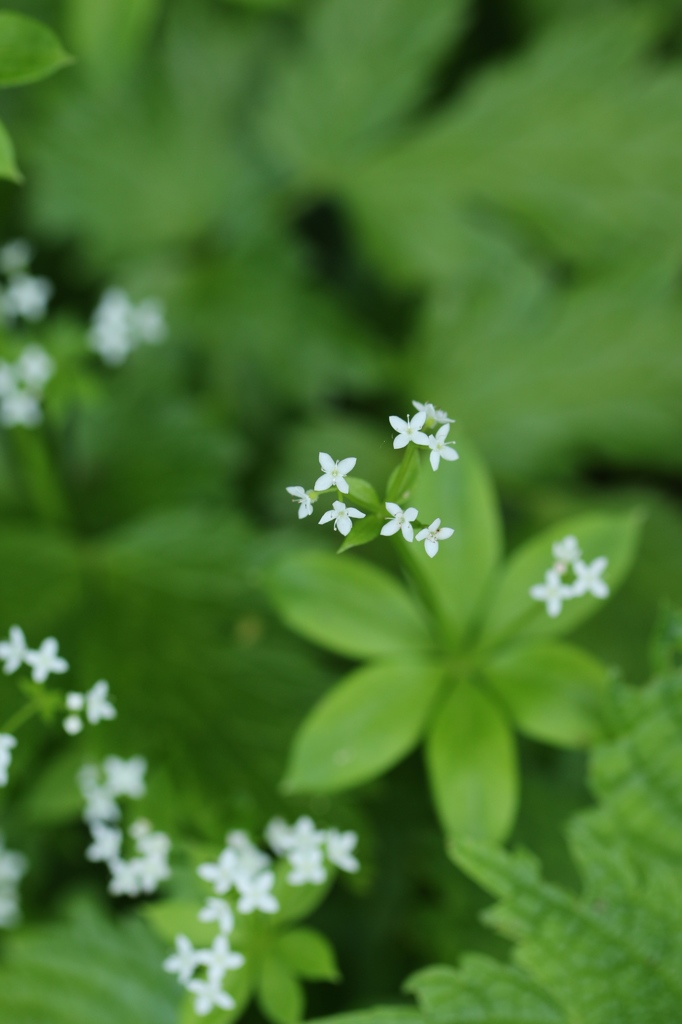 伊吹山の植物　6