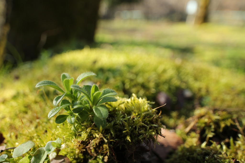 苔上のオランダミミナグサ