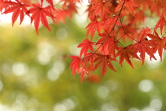 緑色の紅葉