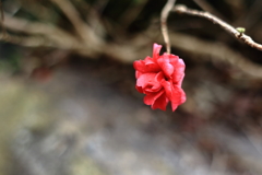 枯枝の山茶花