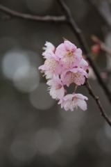 淡い初御代桜