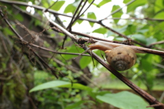 茂みのカタツムリ