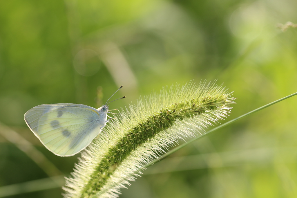 エノコログサのモンシロチョウ