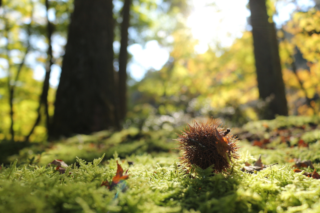 苔の毬栗