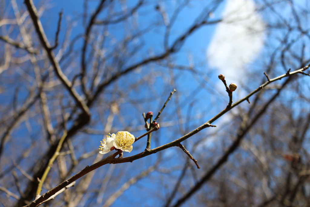 白梅の花