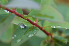 雨上がりの雪虫