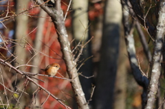 紅葉を背景に