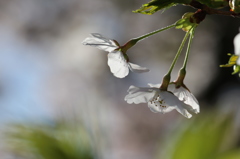 下向きの桜