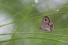 細い茎のヒメウラナミジャノメ