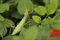 ハラビロカマキリ