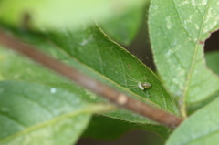 茂みのウロコアシナガグモ