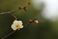 咲き始めの白梅