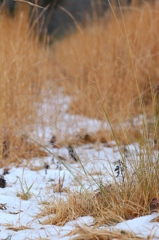 雪の草むら